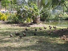 CairnsTC065 Centenary Lakes